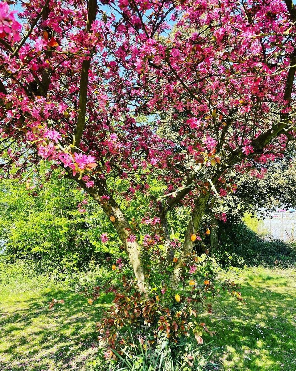'Egg Tree'